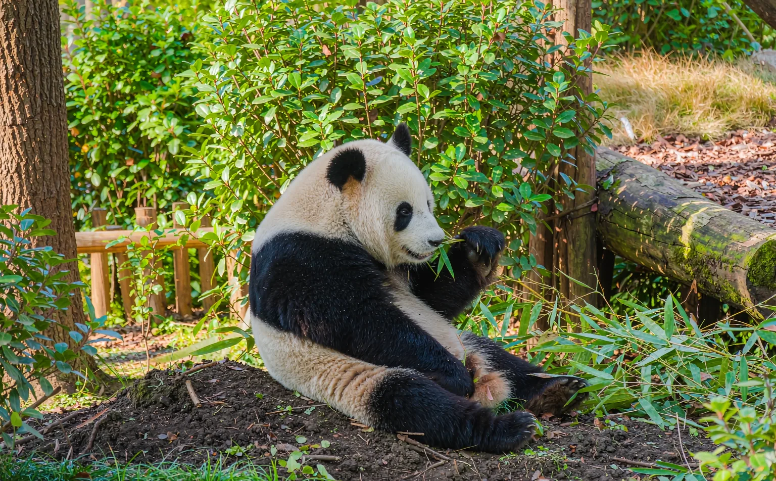 Giant panda eating bamboo at Chengdu Panda Base in the morning