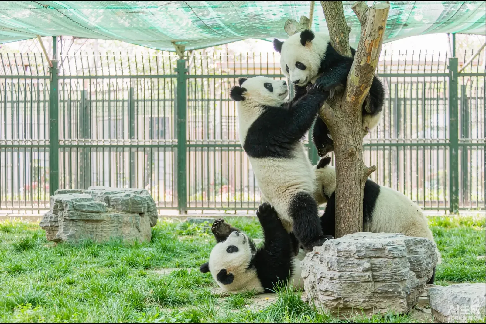 Base of Giant Panda