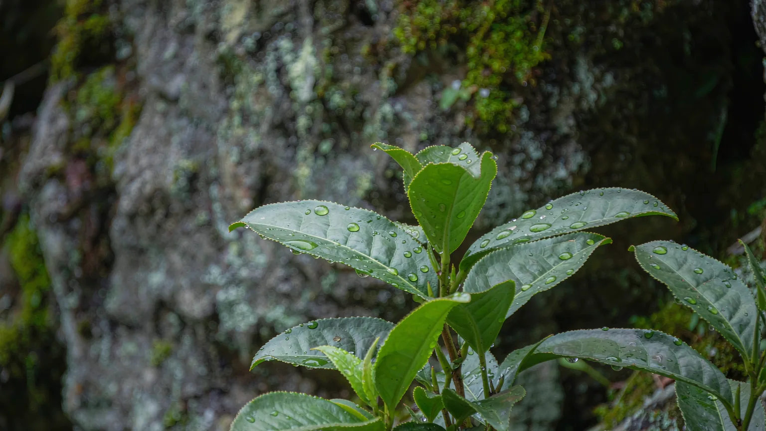 Close-up of fresh tea leaves on a bush in Dahongpao Scenic Area