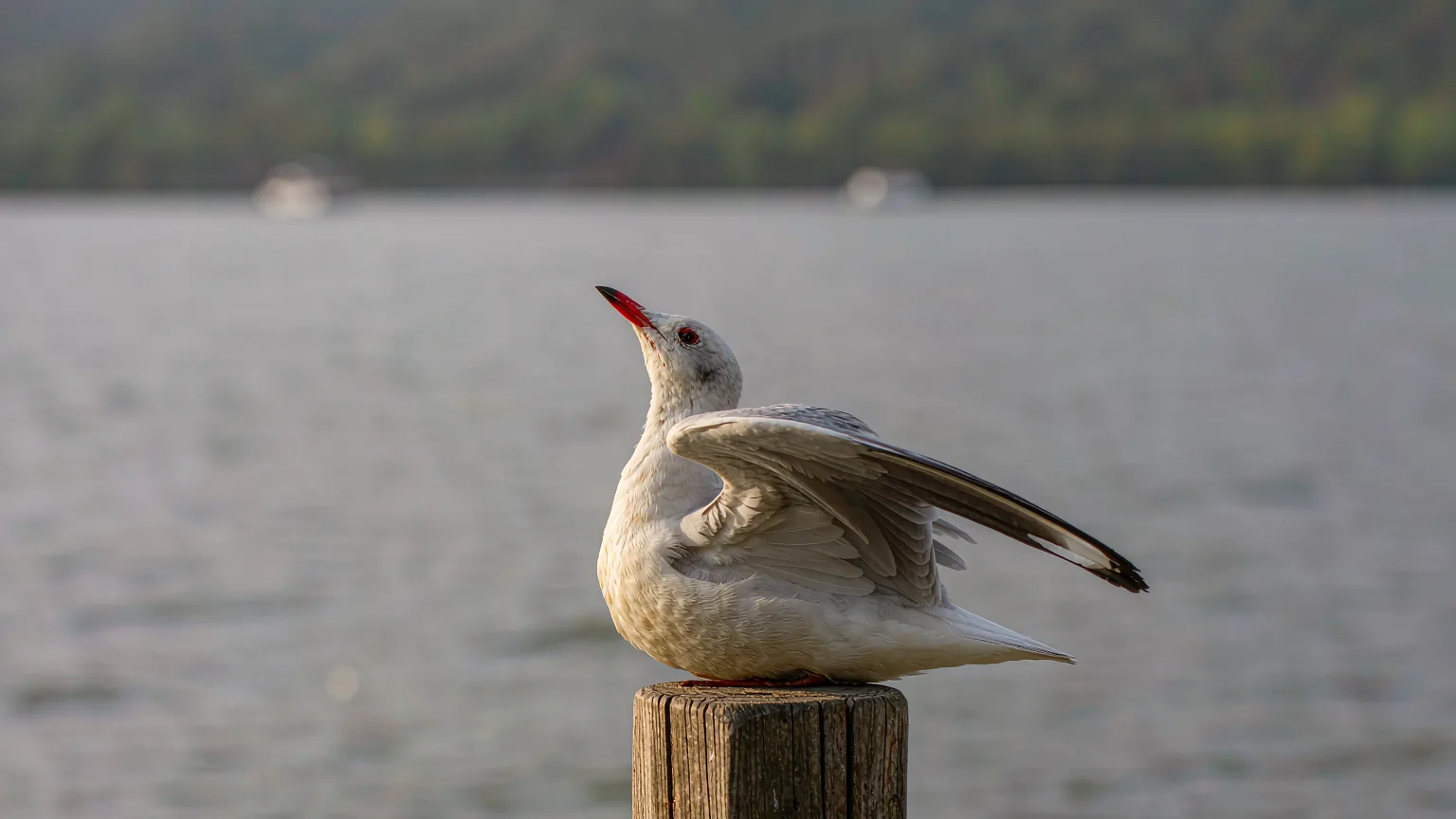 Close-up of a black-headed gull at Dianchi Lake