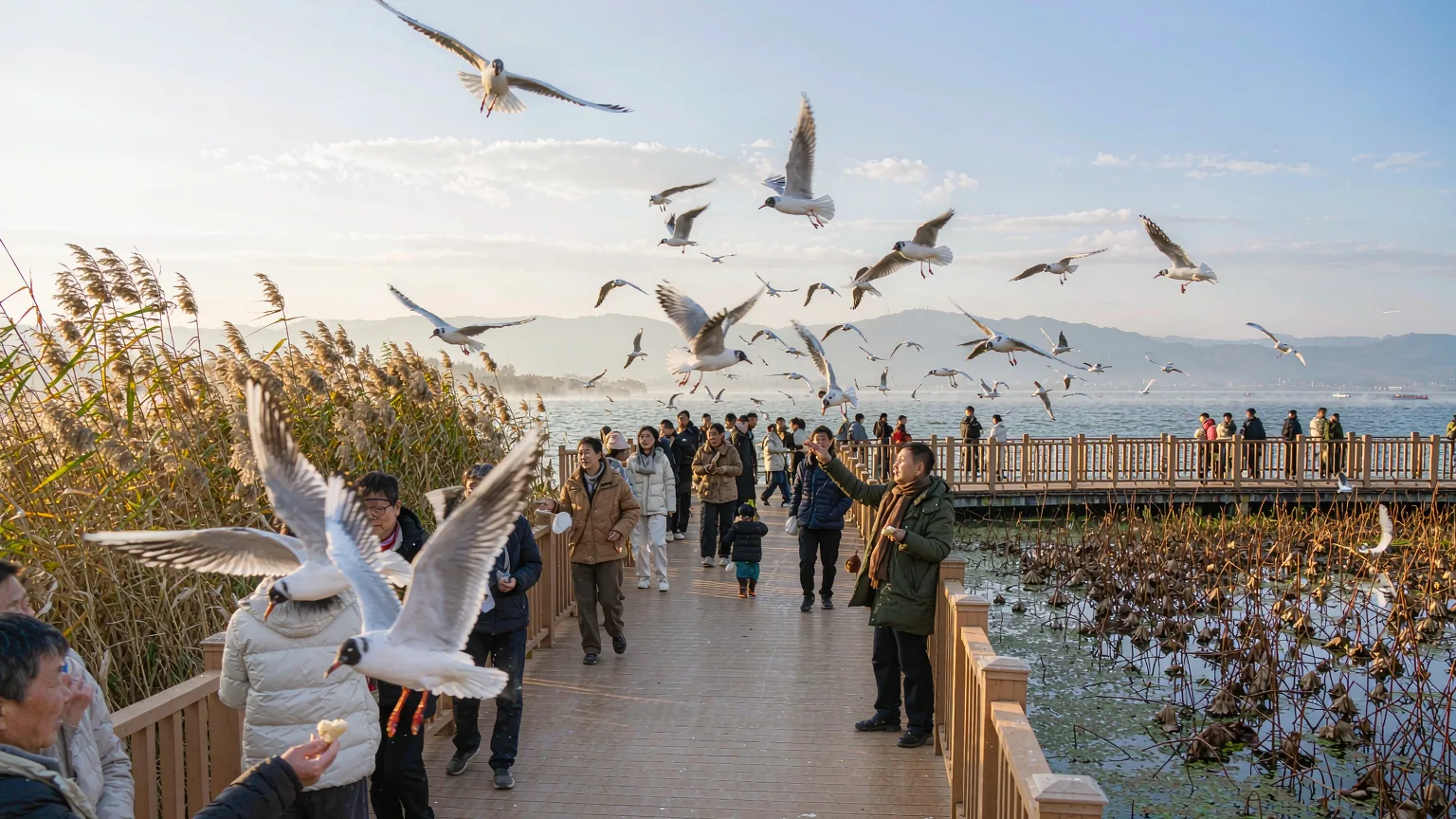 Tourists feeding gulls on Dianchi Lake boardwalk