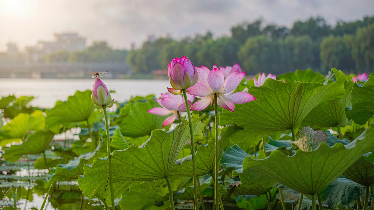 Pink lotus flowers and leaves in a quiet East Lake inlet