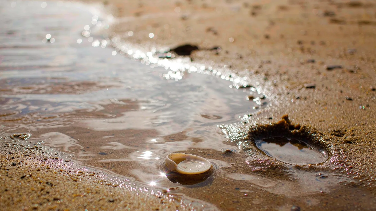Close-up of golden sand and seashell on Golden Beach