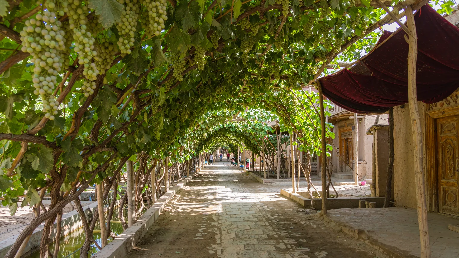 Uyghur village lane shaded by grape trellises in Grape Valley oasis