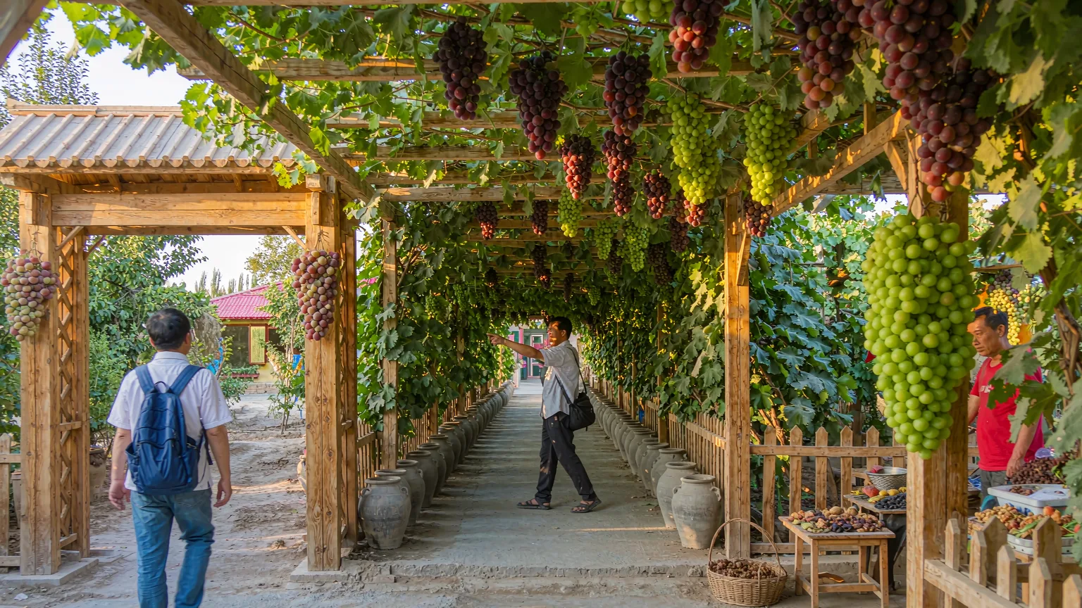 Visitor entering Grape Valley through a shaded trellis pathway with guide