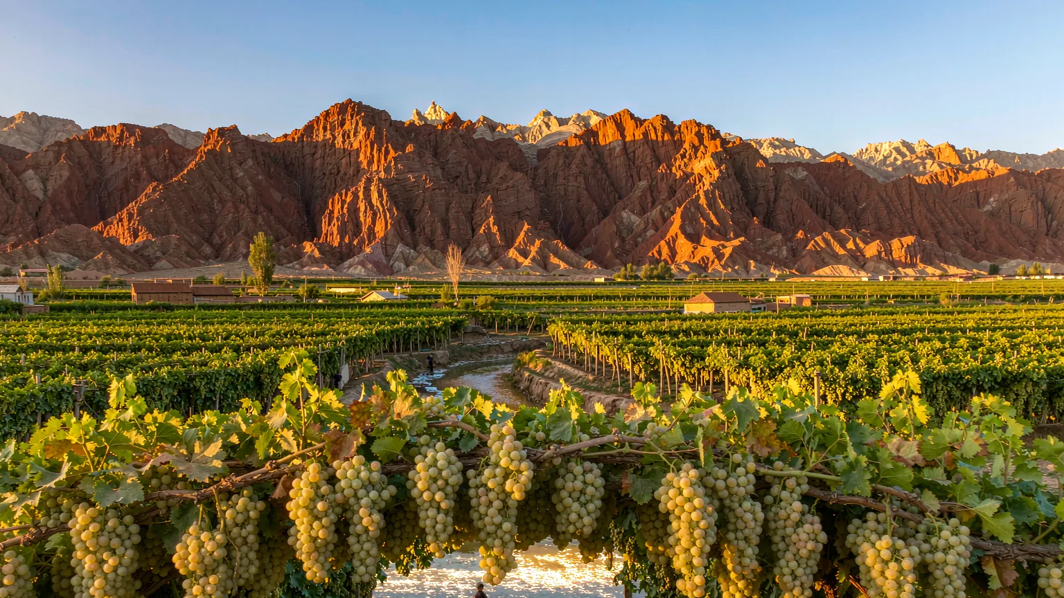 Grape Valley