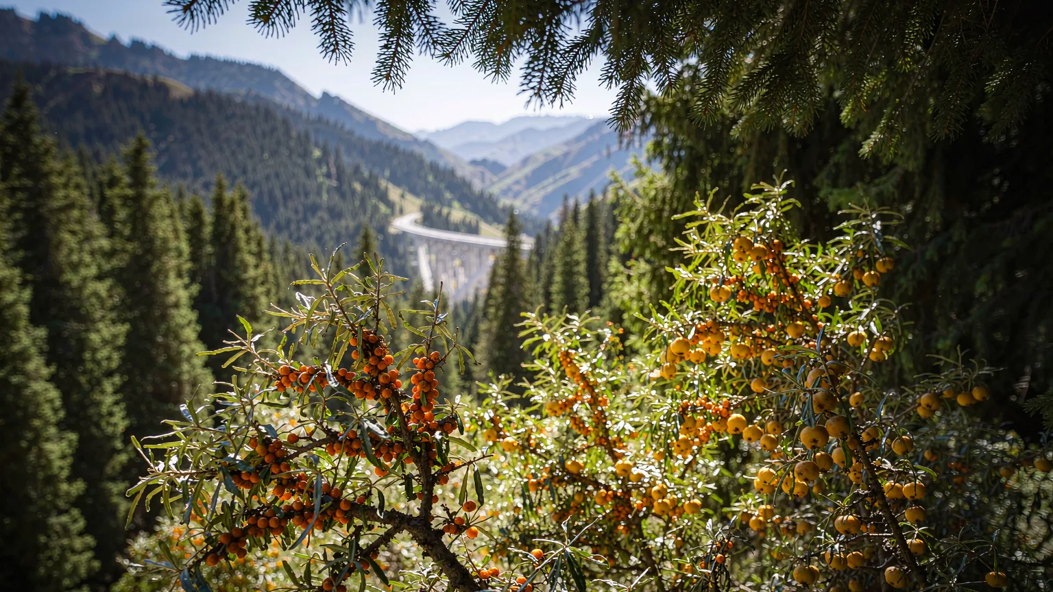 Close-up of wild apples and seabuckthorn in Guozigou Valley