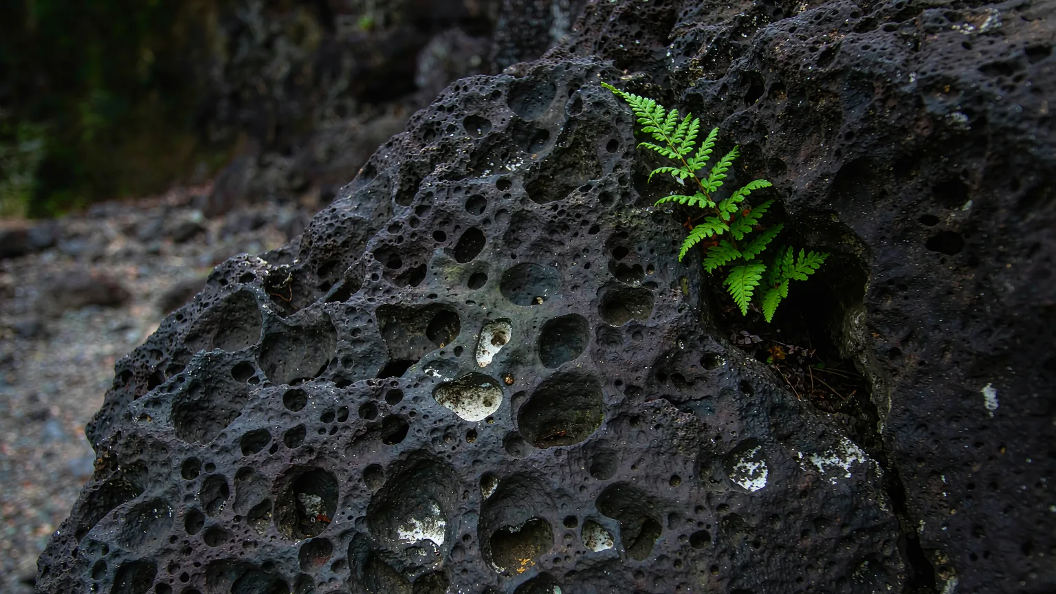 Close-up of porous black basalt lava rock with fern growing in crevice