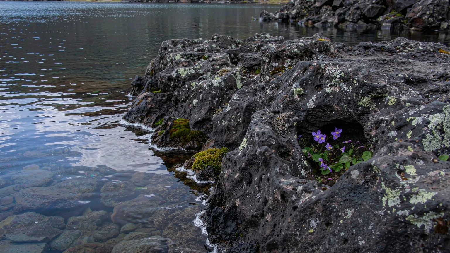 Volcanic rock and alpine flowers at Heaven Lake's edge