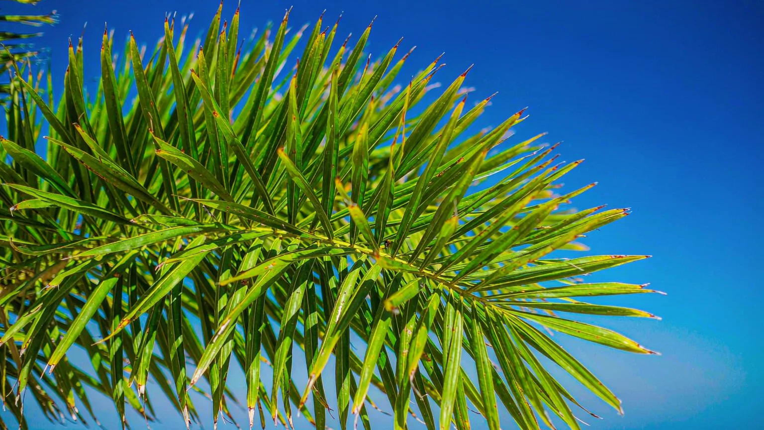 Close-up of coconut palm frond at Holiday Beach