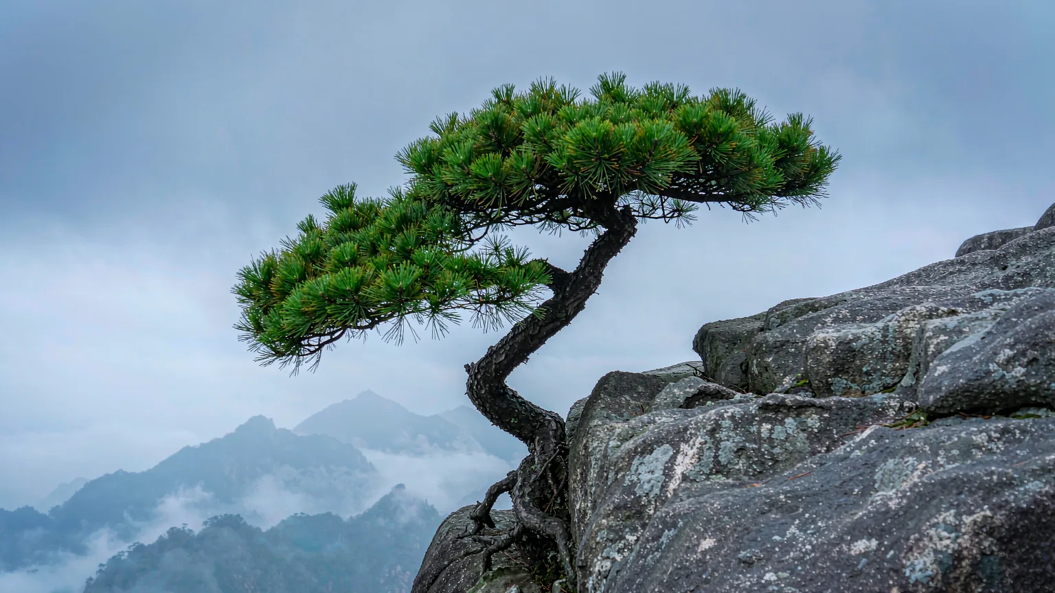 Twisted Huangshan pine clinging to a granite cliff