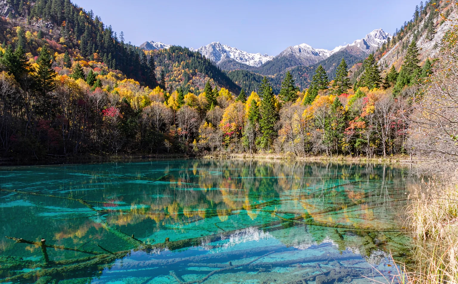 Turquoise lake with submerged tree trunks and autumn reflections in Jiuzhaigou Valley