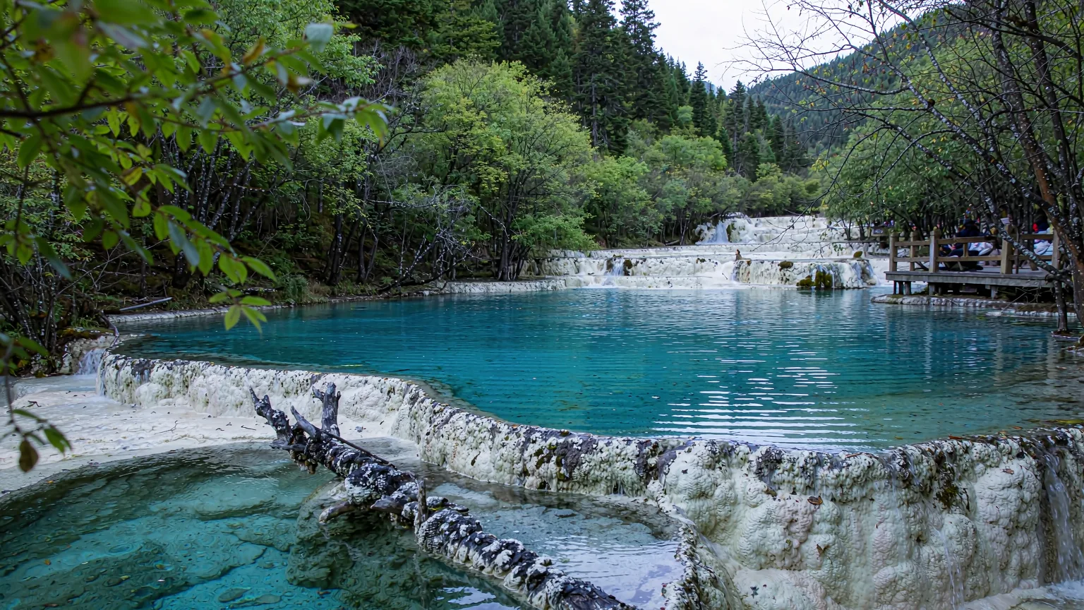 Terraced travertine pools and clear water at Panda Lake in Jiuzhaigou
