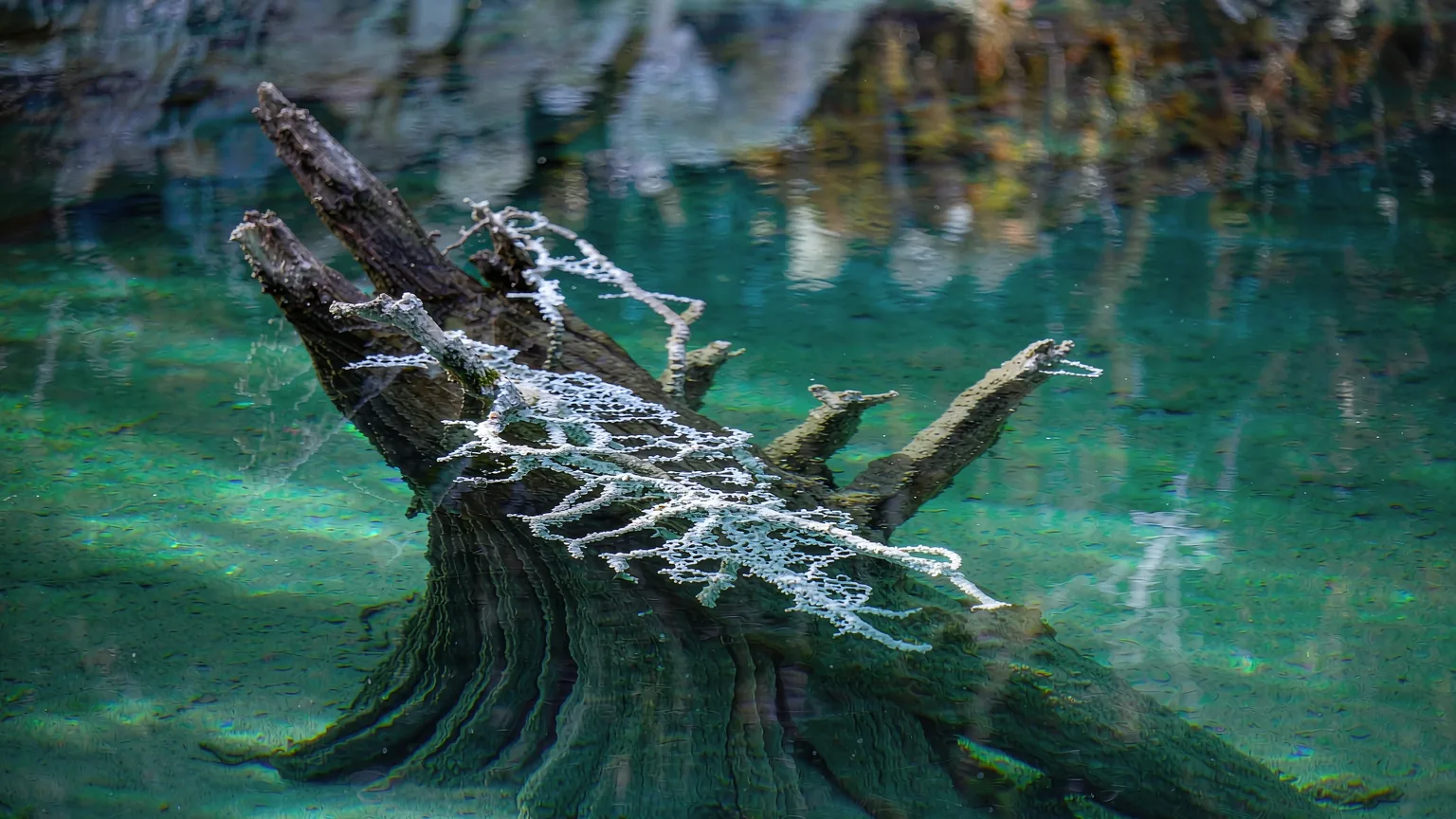 Close-up of white calcium-coated branches underwater in Jiuzhaigou's turquoise lake