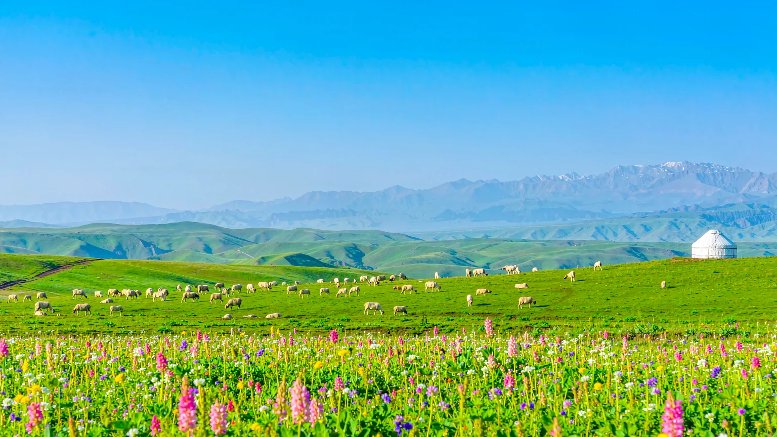 Kazakh yurt and sheep on lush Kalajun meadow with snow peaks