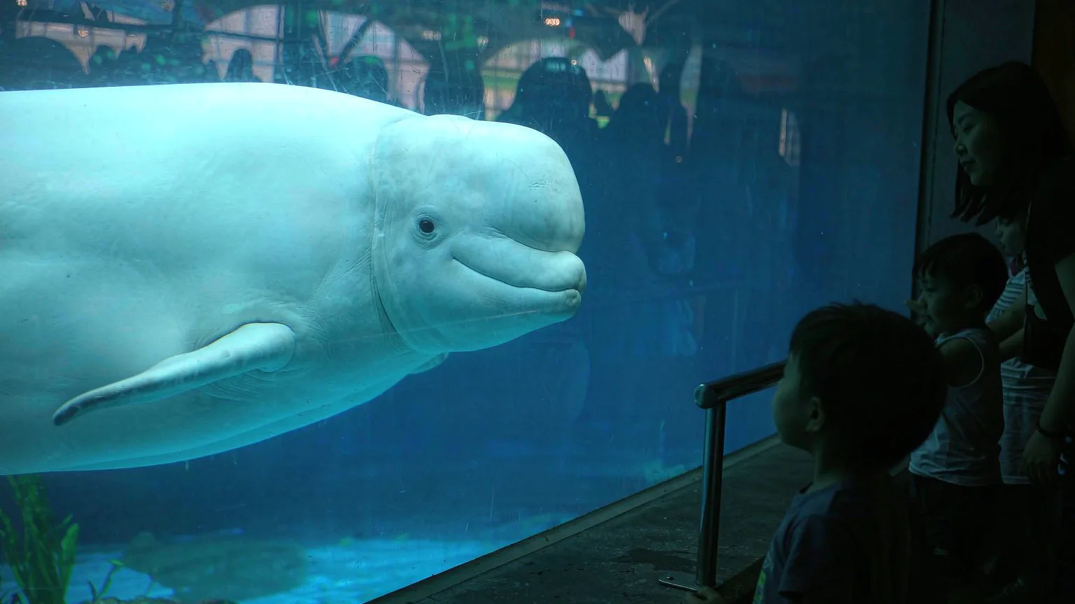 Beluga whale gliding past aquarium glass with a child watching in awe