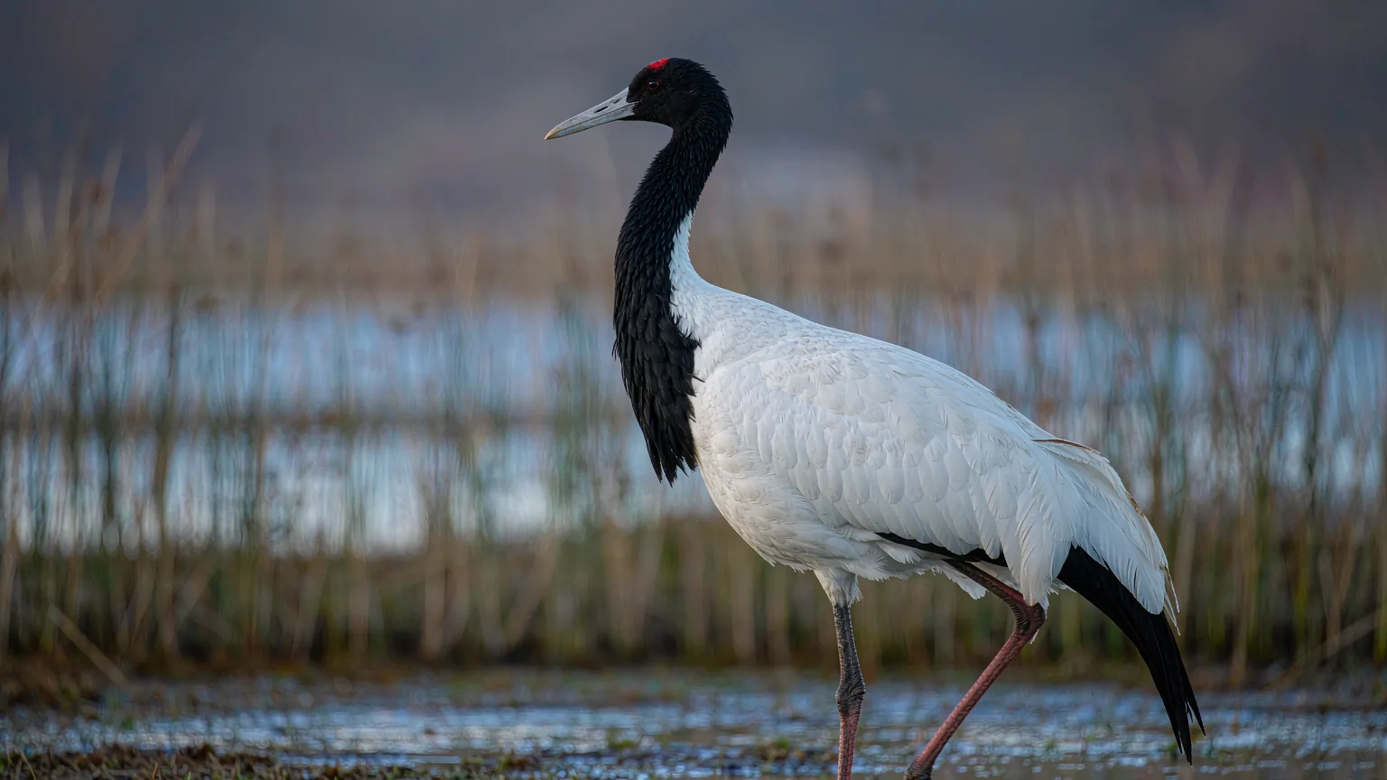 Close-up of a black-necked crane at Lashi Lake in morning light
