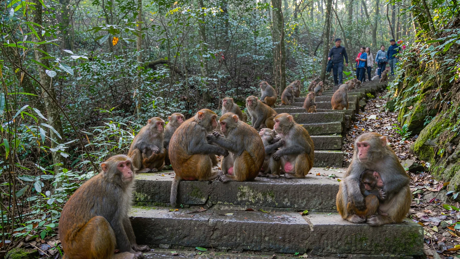 Tibetan macaque troop resting on ancient stone steps in Mount Emei forest