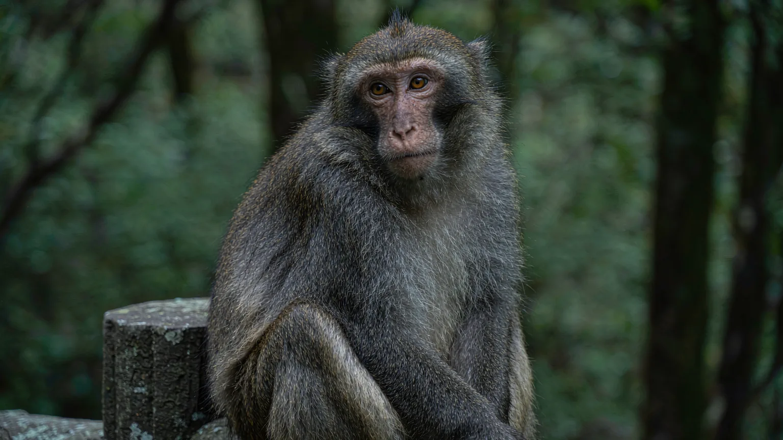 Close-up portrait of Tibetan macaque on Mount Emei trail with forest bokeh
