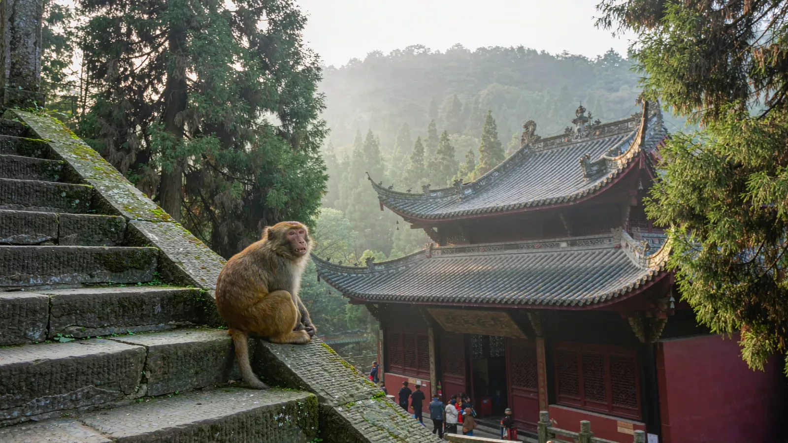 Tibetan macaque beside an ancient temple on Mount Emei