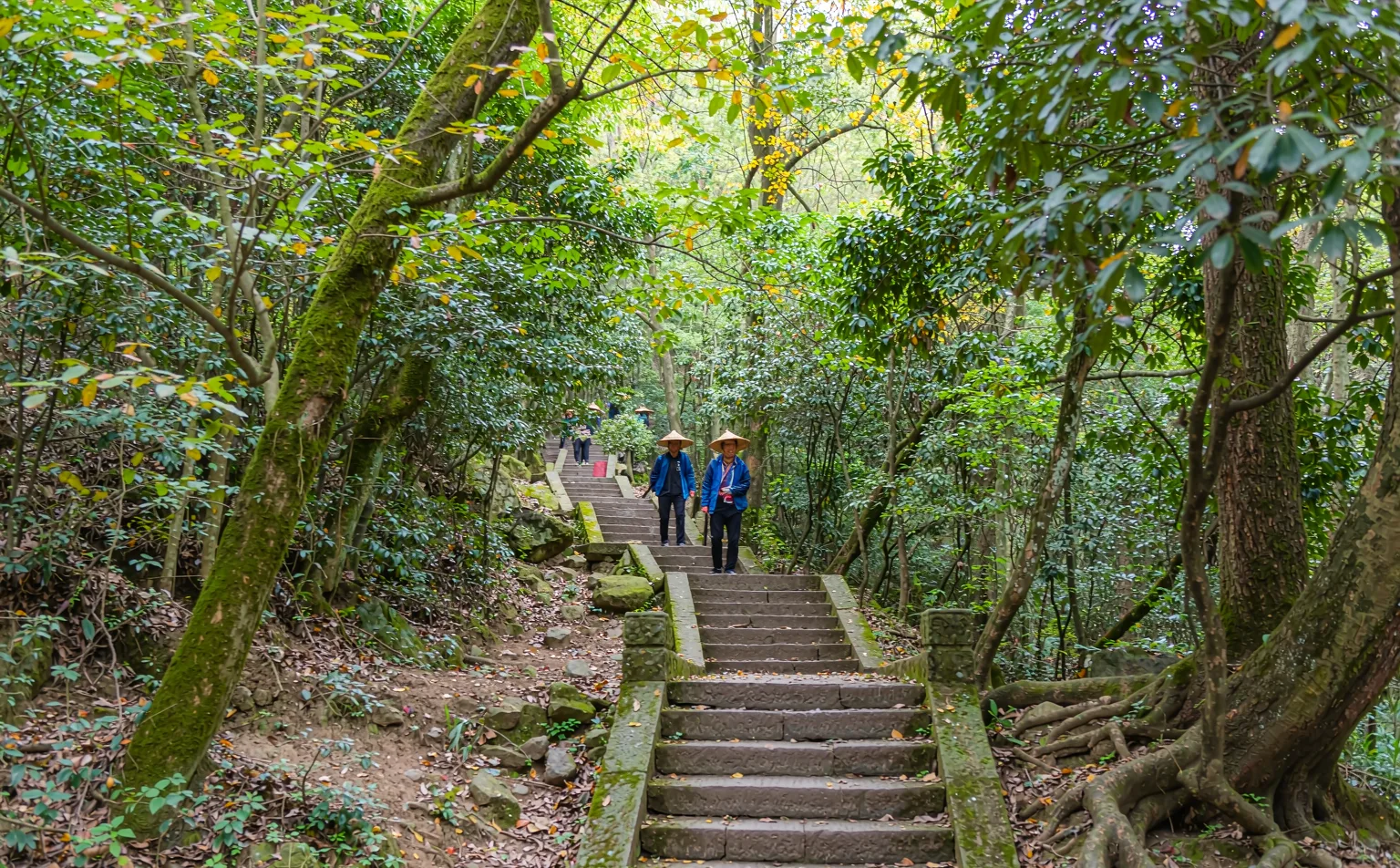 Stone steps winding up through the forest on Mount Qingcheng