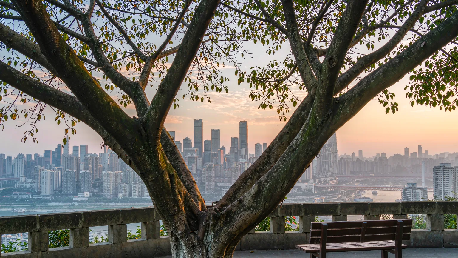 Close-up of the lone tree with the city skyline in the background