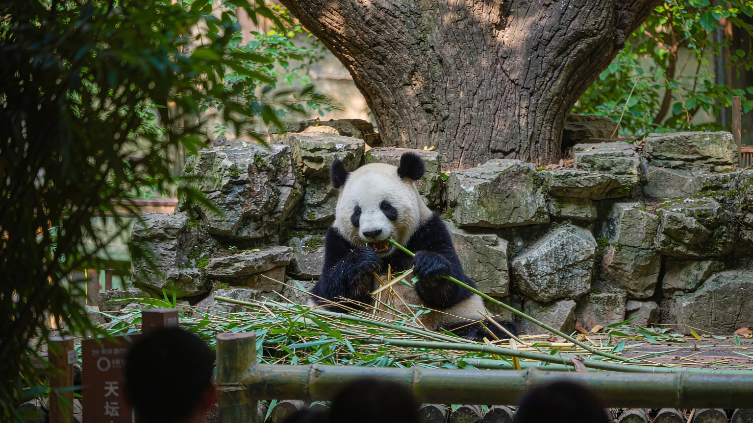 Giant panda eating bamboo at Ocean Park Hong Kong enclosure