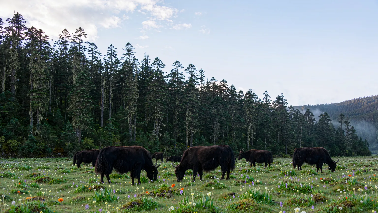 Yaks grazing in a meadow by Bita Lake with primeval forest in Potatso National Park
