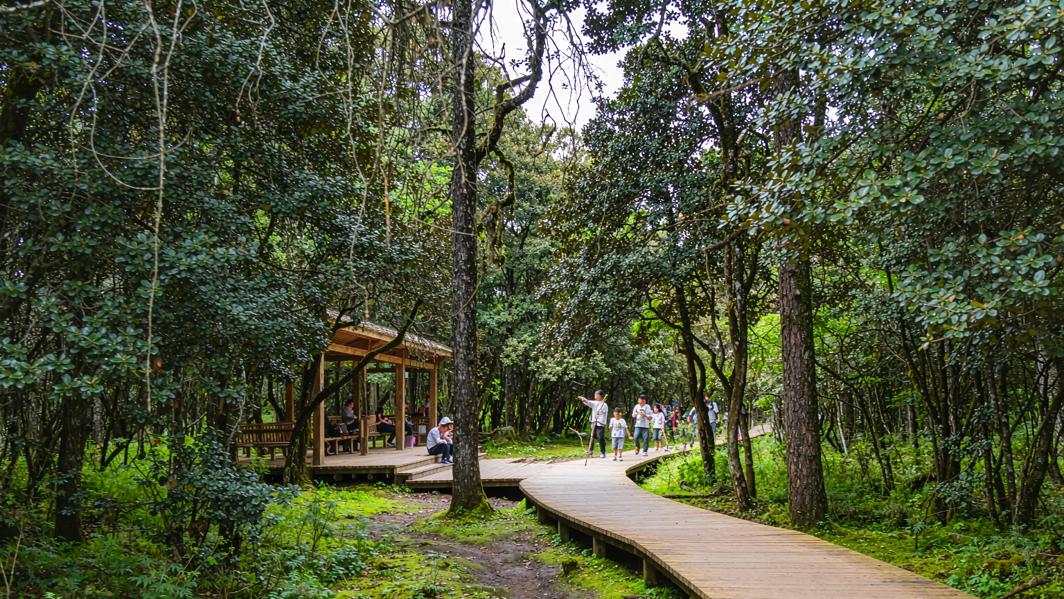 Wooden boardwalk trail through primeval forest with visitors and a shuttle bus stop in Potatso National Park