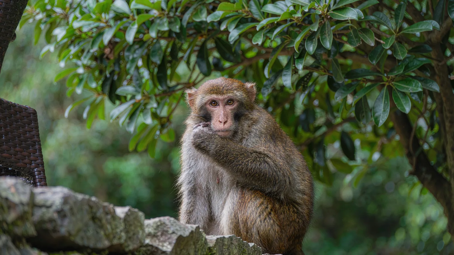Close-up of a macaque on a mossy wall in Qianling Mountain Park