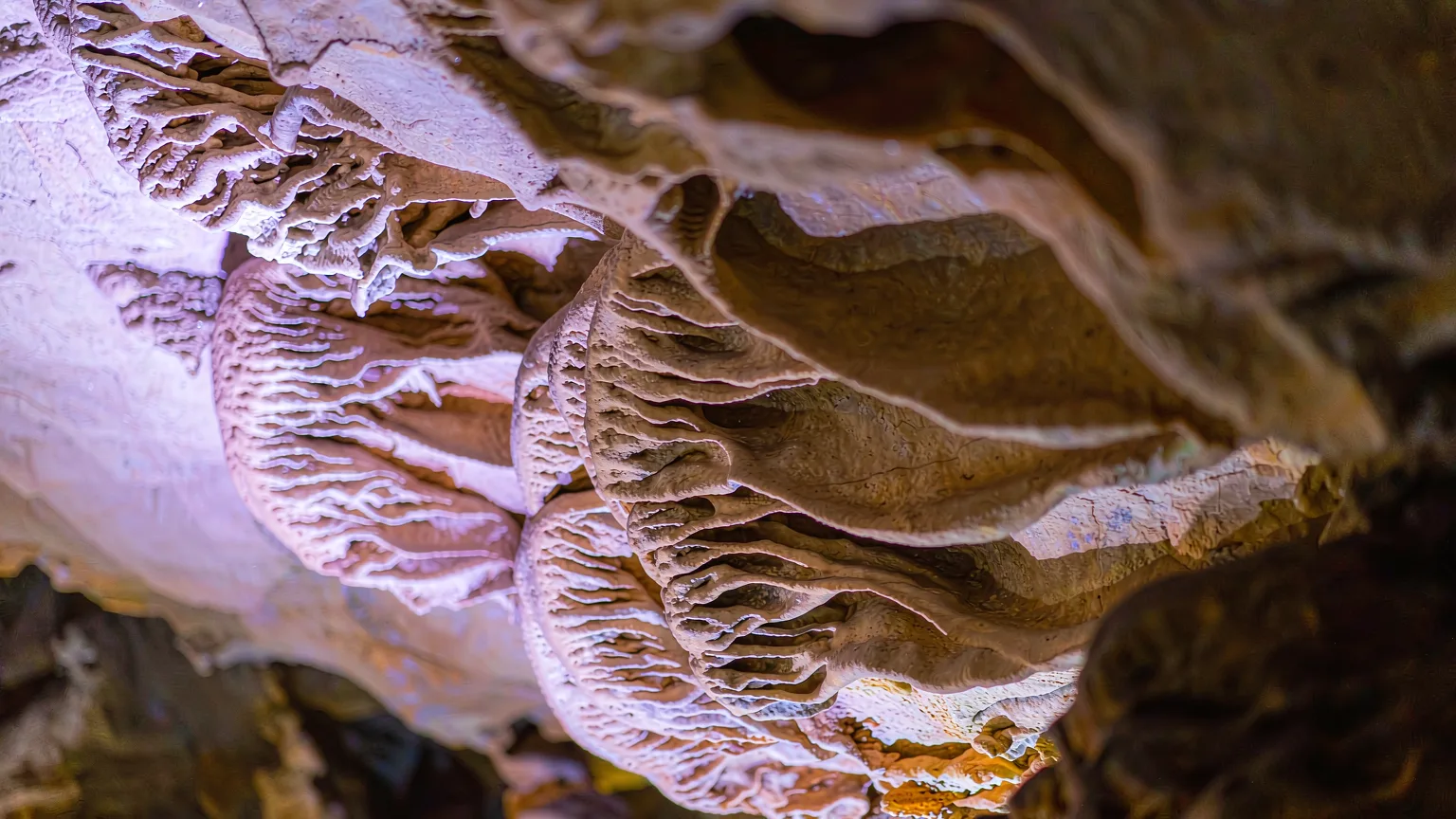 Close-up of delicate rippled stalactite formations illuminated by soft colored light in Reed Flute Cave