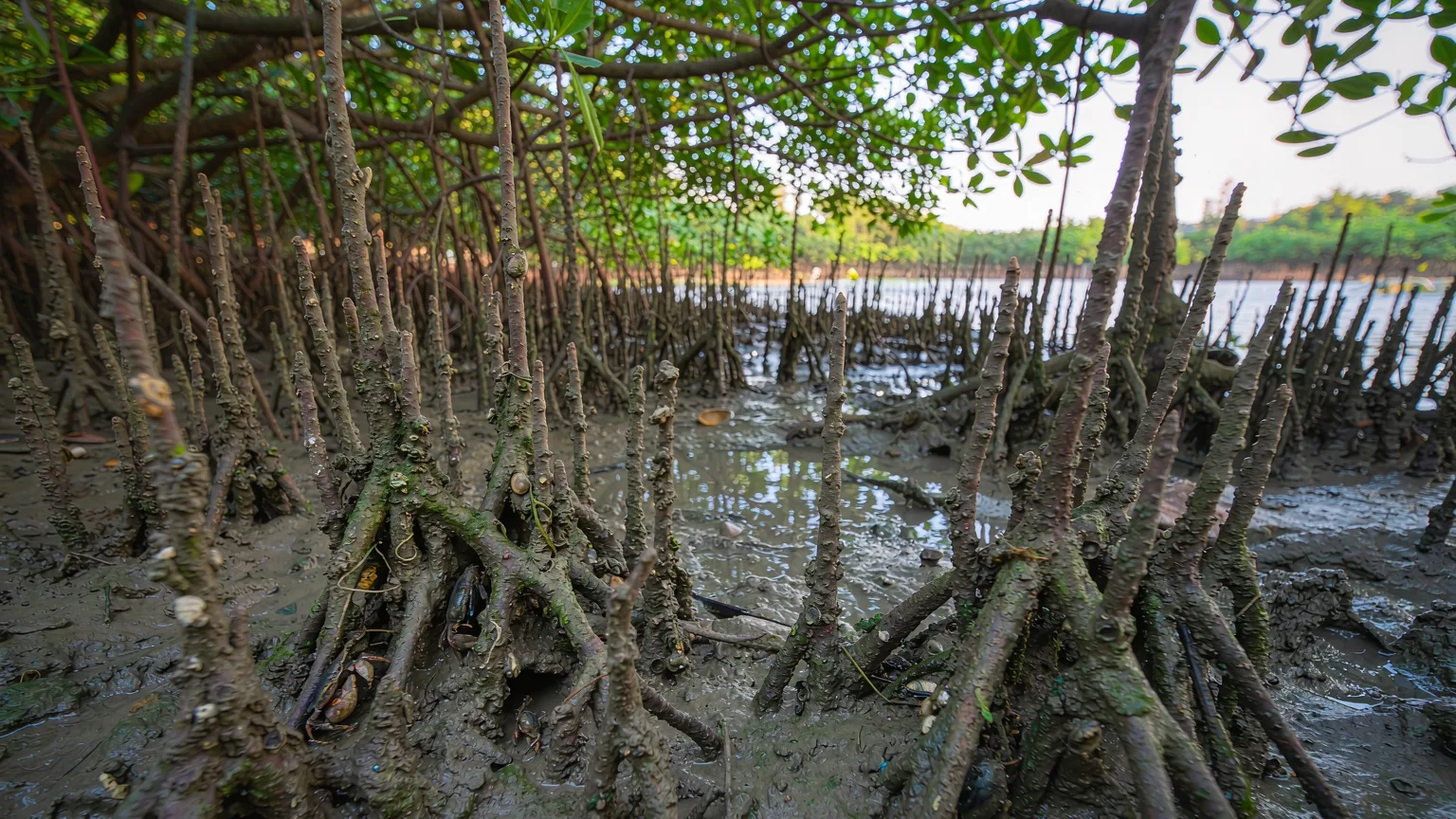 Close-up of mangrove roots and wildlife in Shenzhen Bay Park wetlands