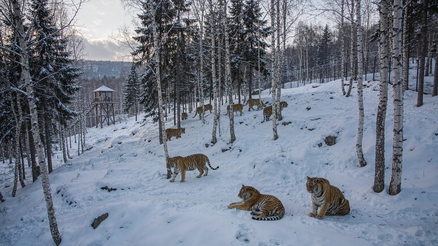 Group of Amur tigers roaming snowy forested reserve at Harbin breeding centre