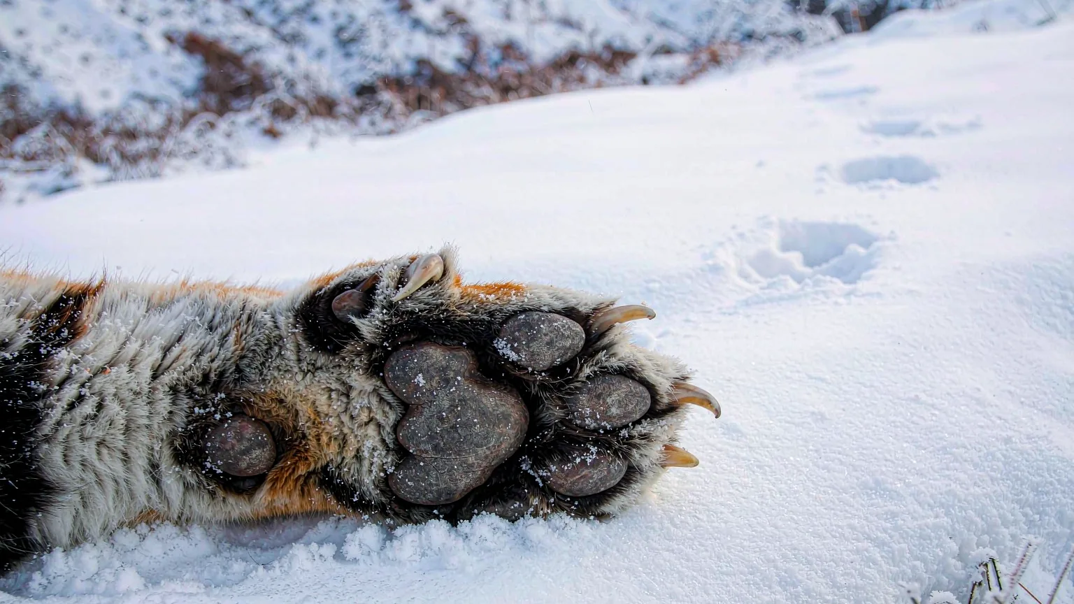 Detailed close-up of Amur tiger paw in snow at Harbin park