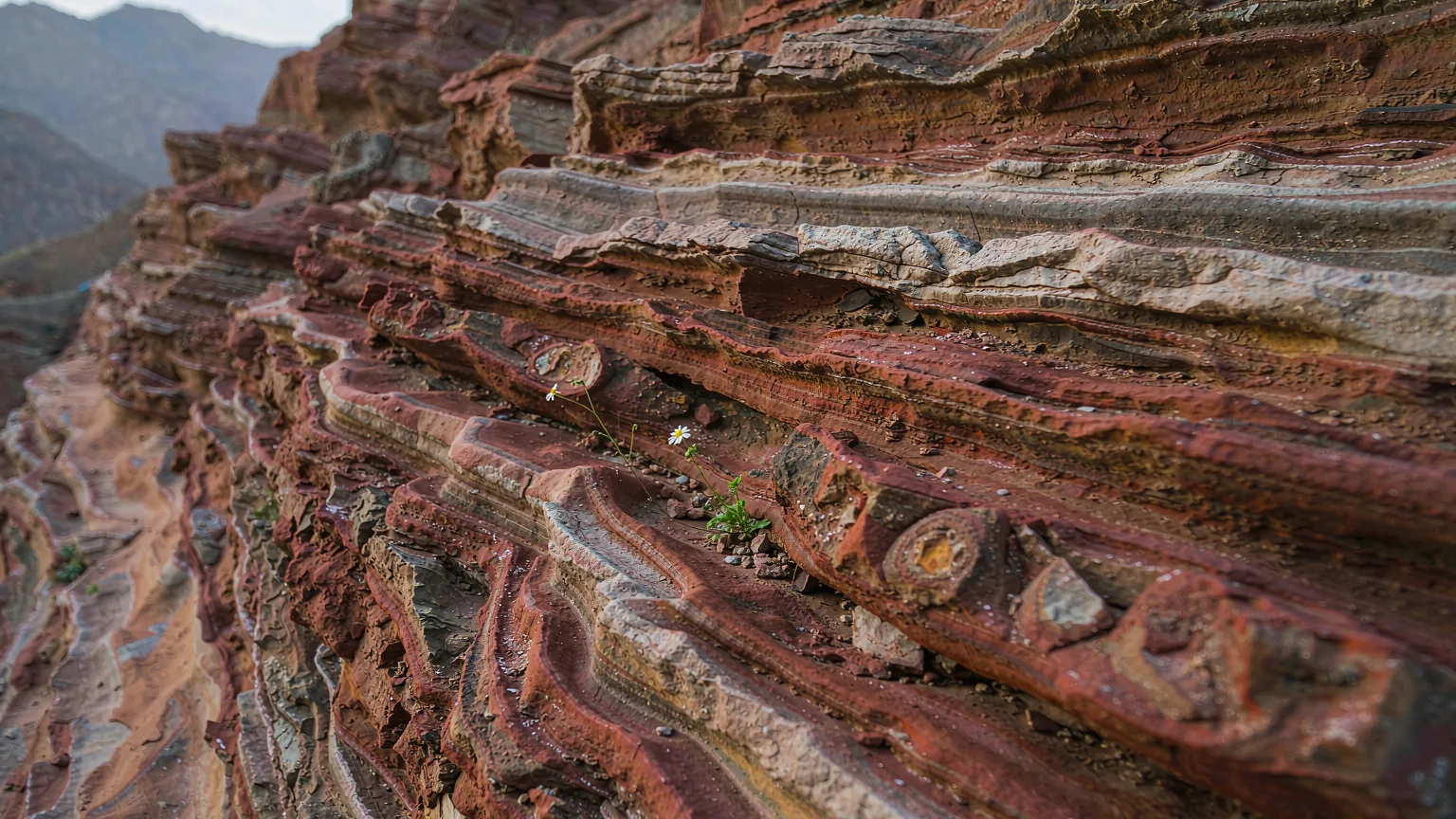 Close-up of layered rock strata and wildflower in Tianshan Grand Canyon