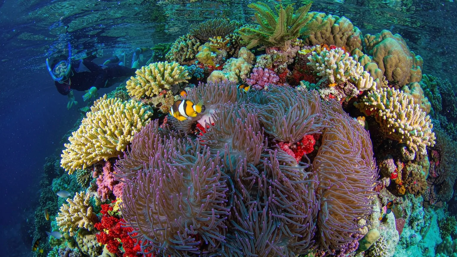 Colorful coral and fish in clear water off West Island