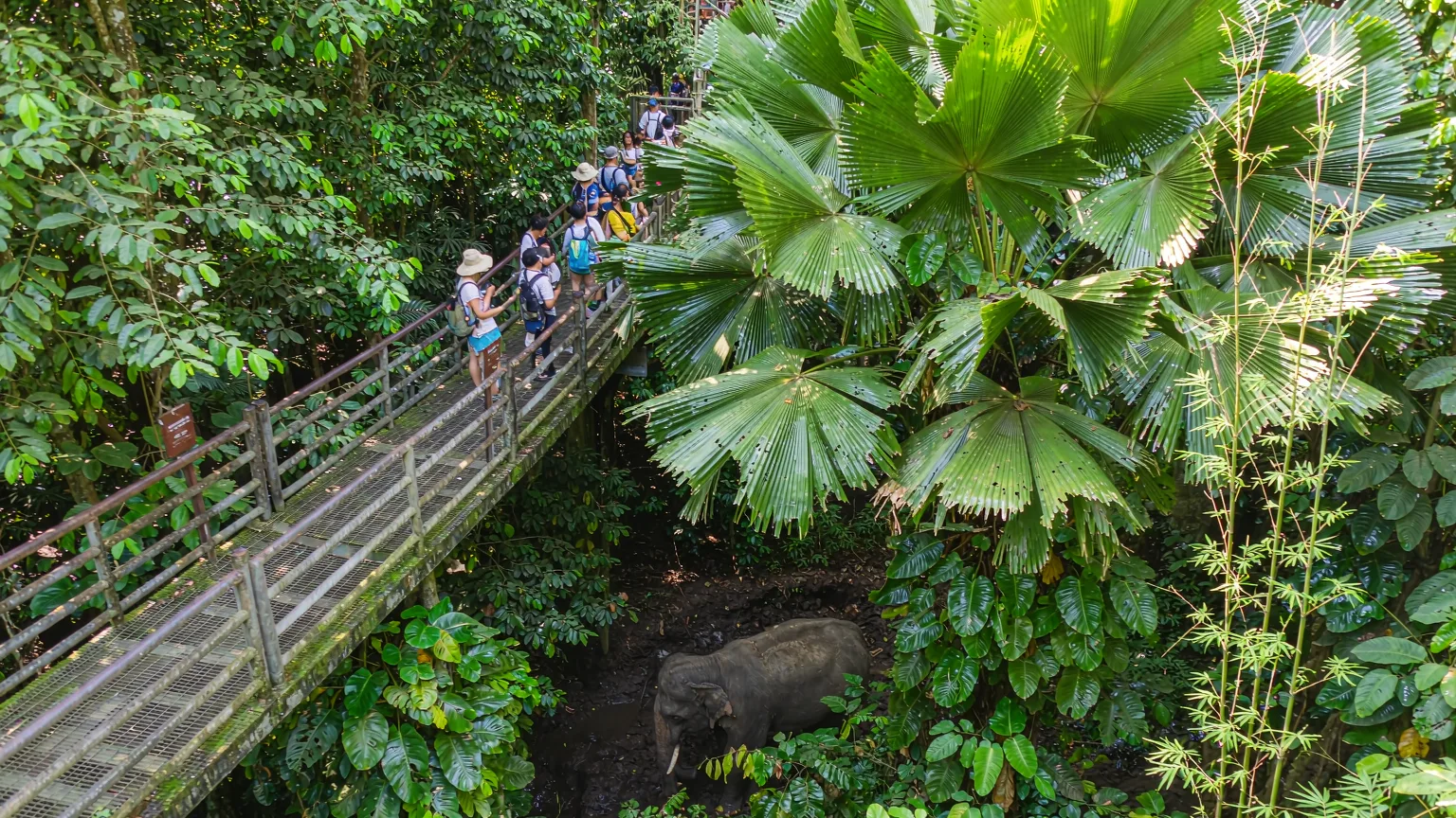 Tourists on canopy walkway watching wild Asian elephant in rainforest