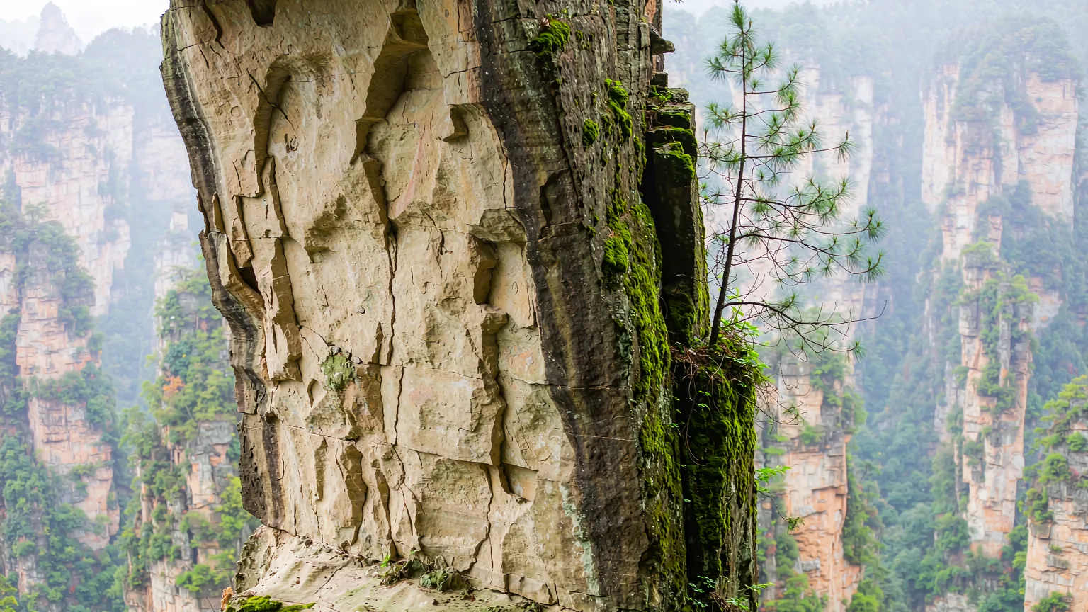 Close-up of weathered quartz-sandstone pillar with moss and pine in Wulingyuan
