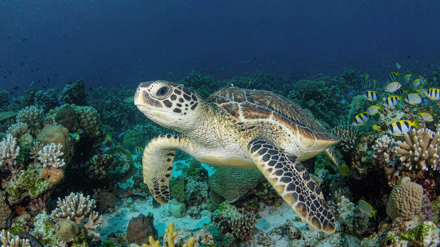 Close-up of a sea turtle swimming over coral reef at Wuzhizhou Island