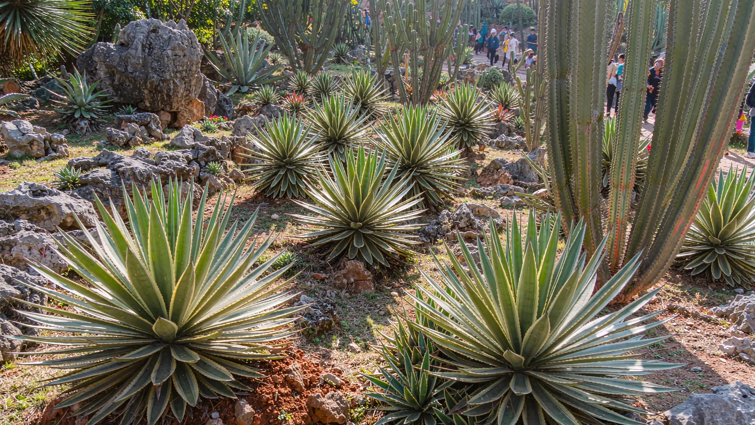 Visitors exploring the surreal succulent zone with towering cacti in Xiamen Botanical Garden