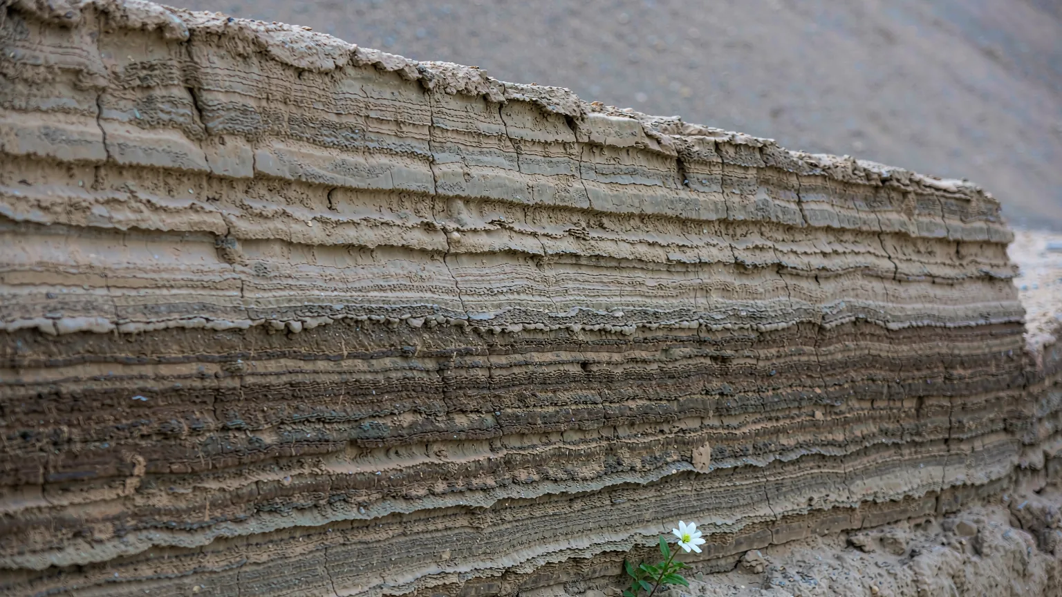 Close-up of rammed-earth layers at Yumen Pass with desert flower