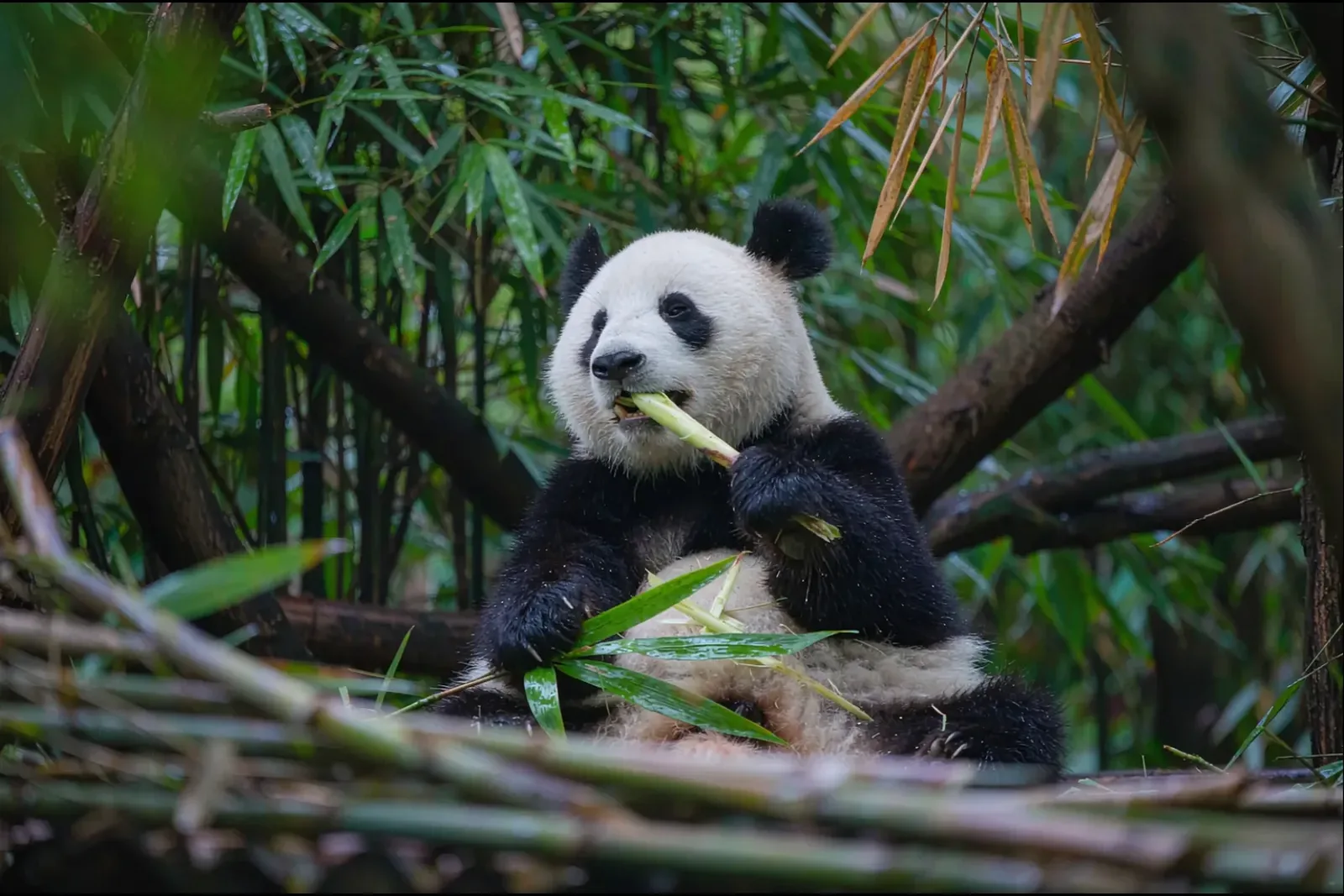 Chengdu Panda Base: The Ultimate Visitor's Guide