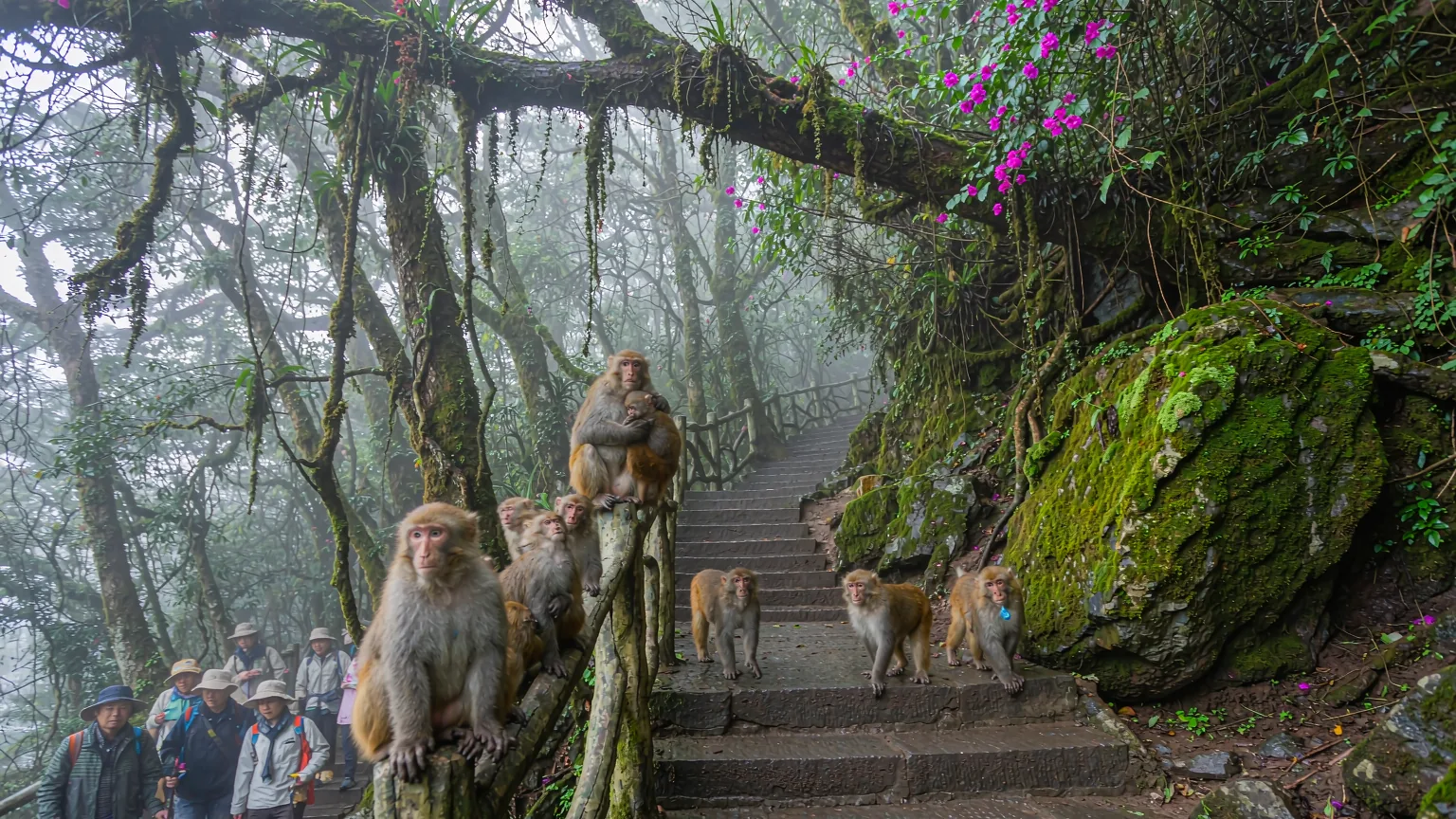 Mount EmeiMeishan