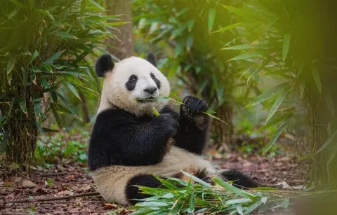 Chengdu Panda Base Half-Day Tour