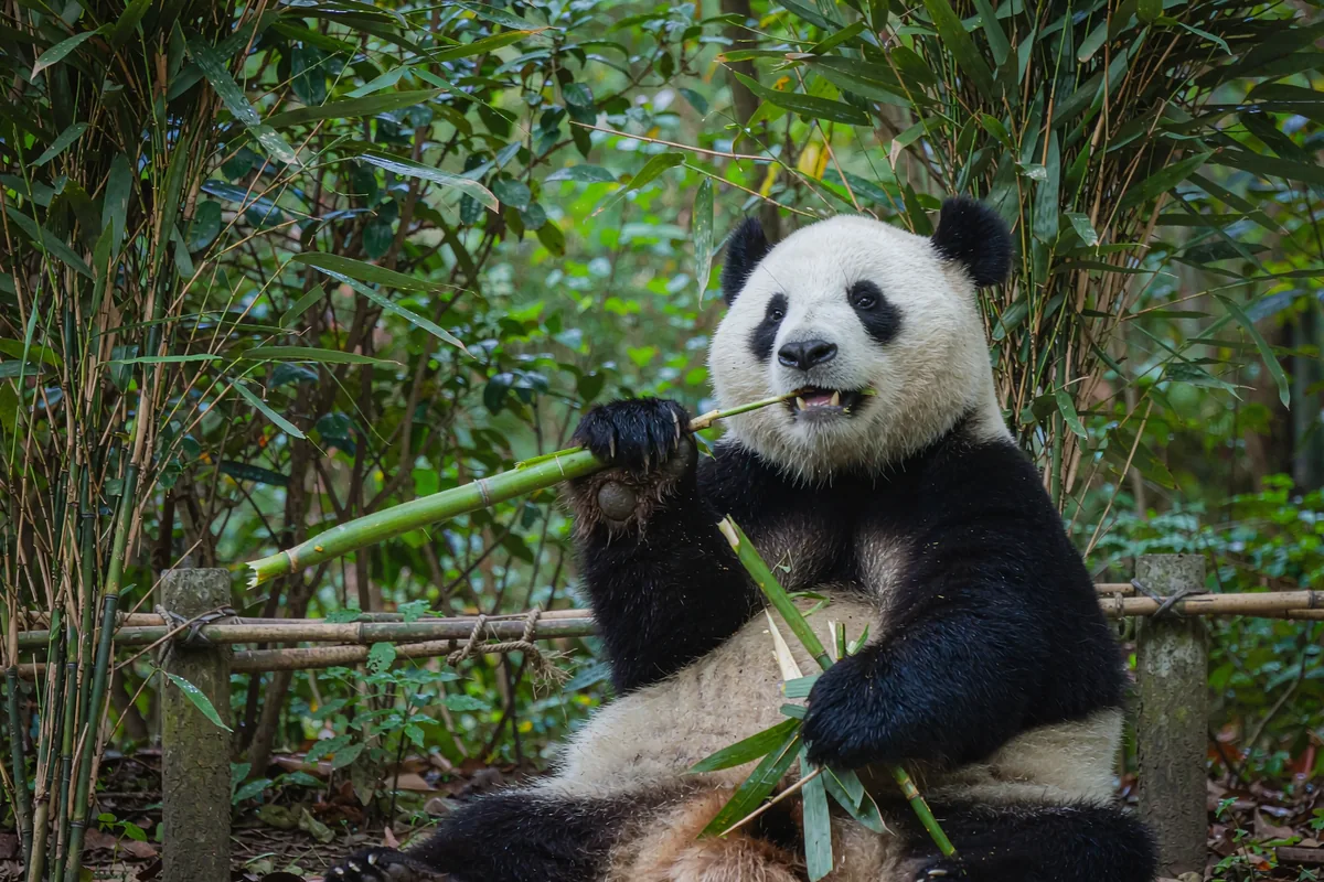 Giant Panda and the Golden City Tour