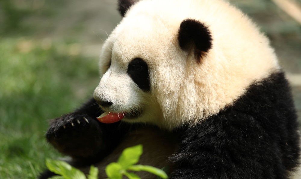 Giant Panda Breeding Research Base
