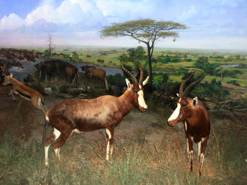 Dalian Natural History Museum