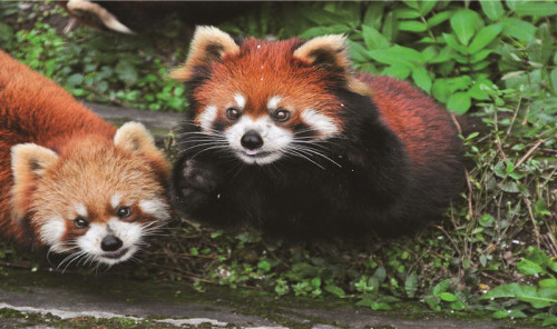 Chongqing Zoo